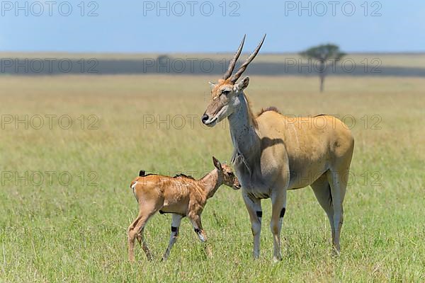 Elands