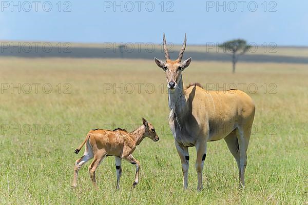 Elands