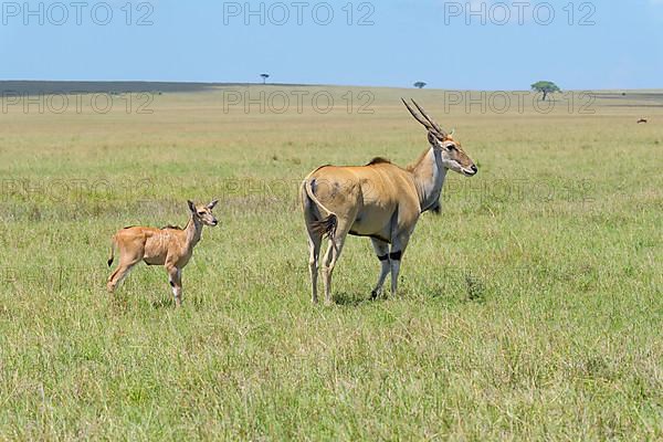 Elands