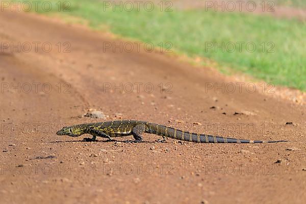 Monitor Lizard