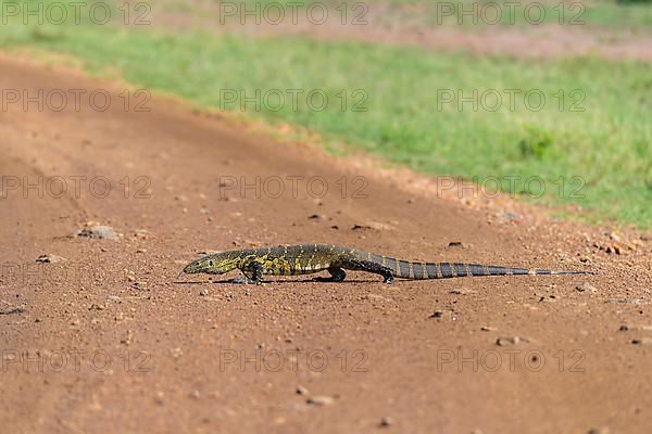 Monitor Lizard