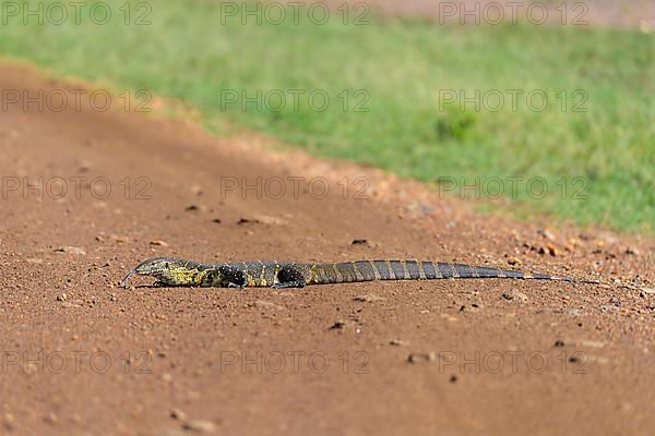 Monitor Lizard