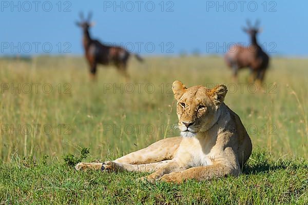 African lion