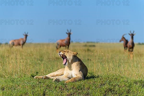 African lion