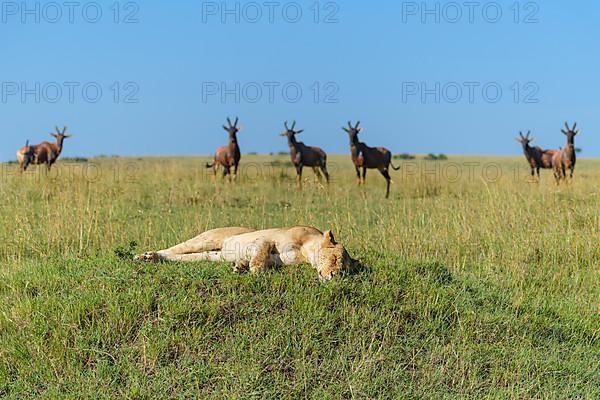 African lion