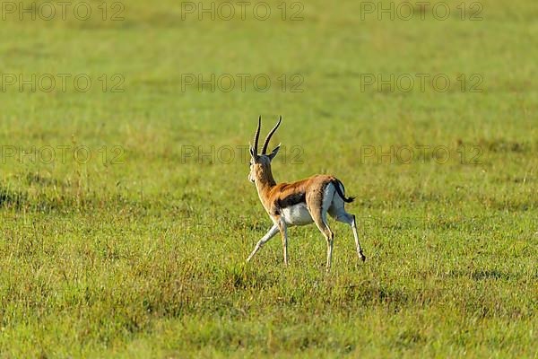 Thomsons Gazelle