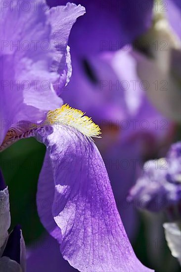 Flower of an bearded iris