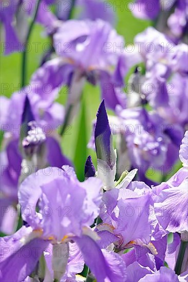 Flower of an bearded iris