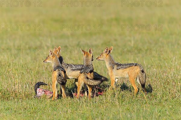 Black-backed Jackal