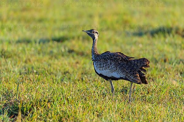 Black-bellied Bustard