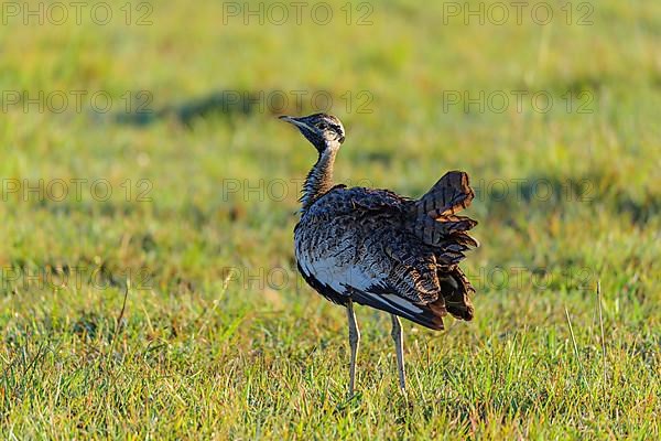 Black-bellied Bustard