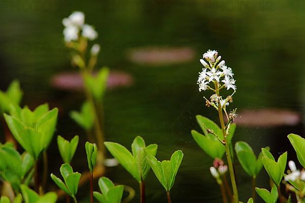 Bog bean