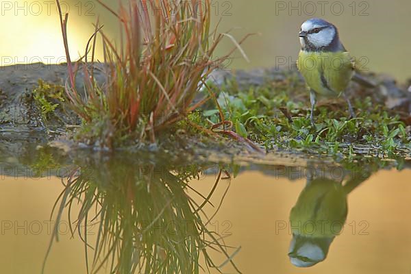 Blue Tit