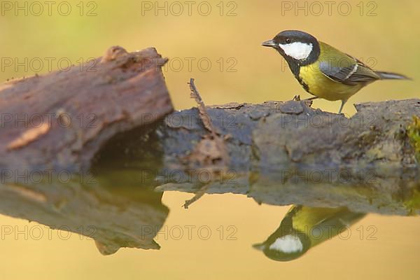 Great tit