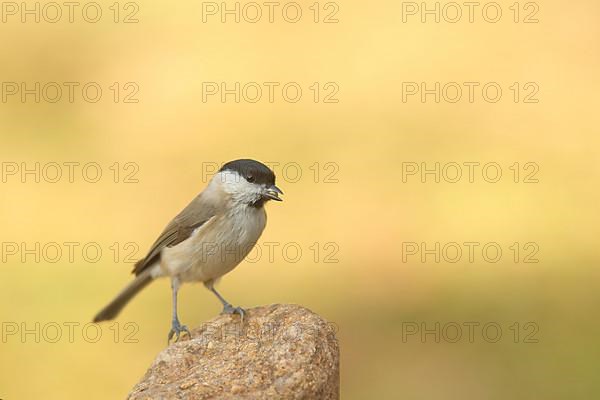 Willow Tit