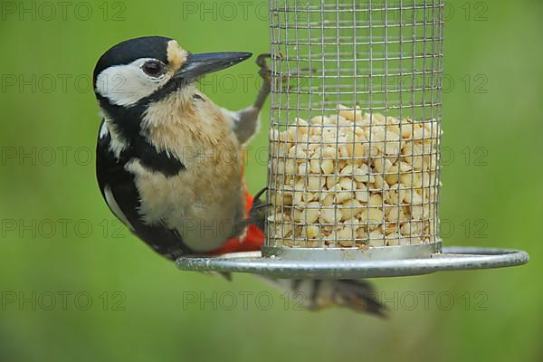 Female great spotted woodpecker
