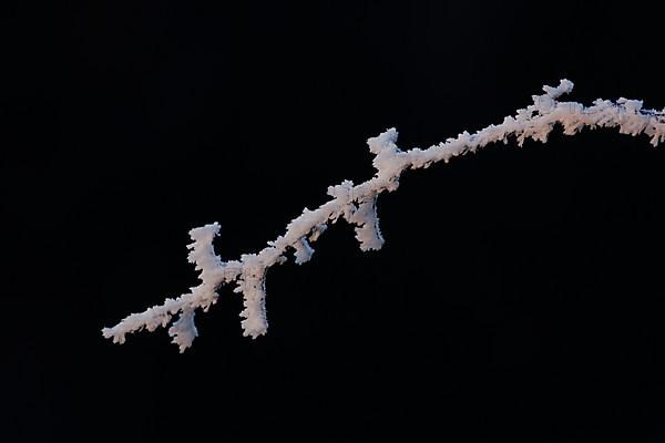 Branches with thick ice crystals and hoarfrost in winter against a black background on the Swabian Alb in Giengen