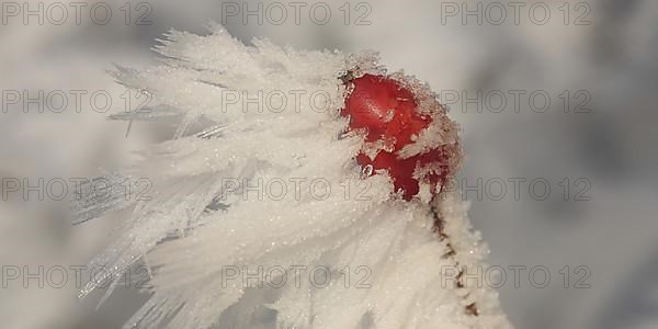 Branches with rosehip Fruit of a dog rose