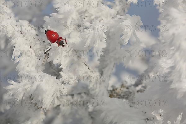 Branches with rosehip Fruit of a dog rose