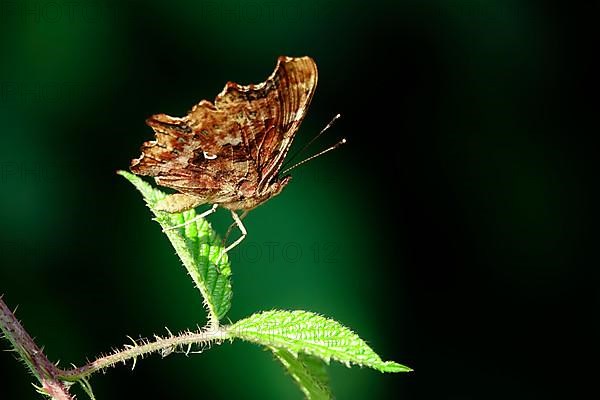 Comma