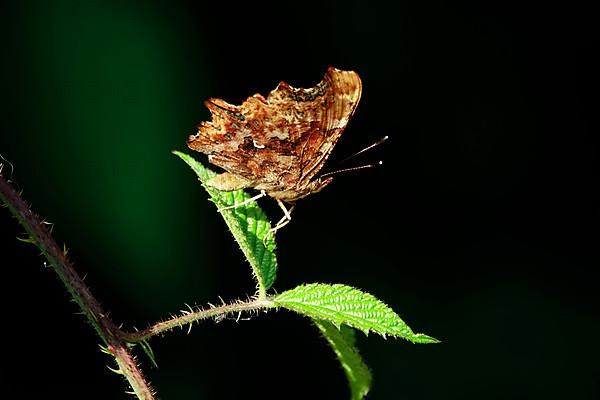 Comma