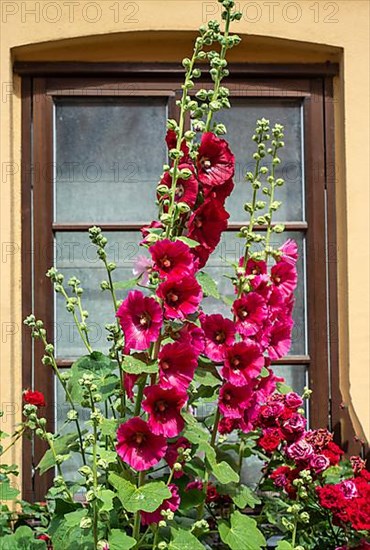 Hollyhocks