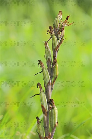 Fruiting spike of violet