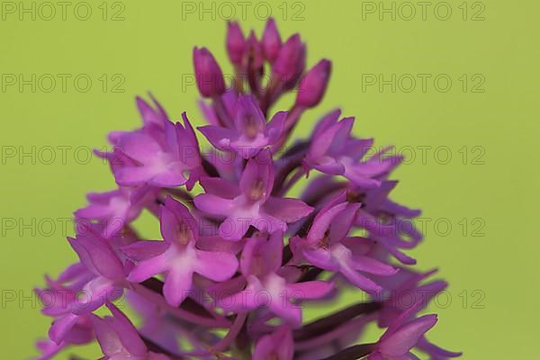 Detail of pyramidal orchid