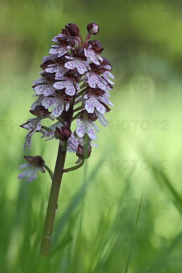 Northern marsh-orchid