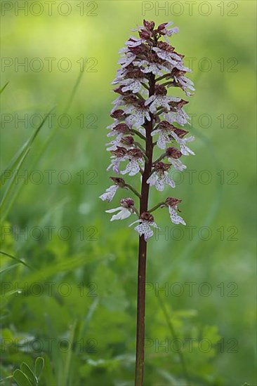 Northern marsh-orchid