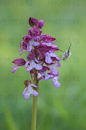 Northern marsh-orchid