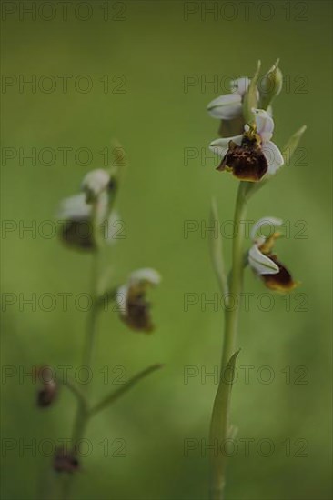 Two Bumblebee Ragworts