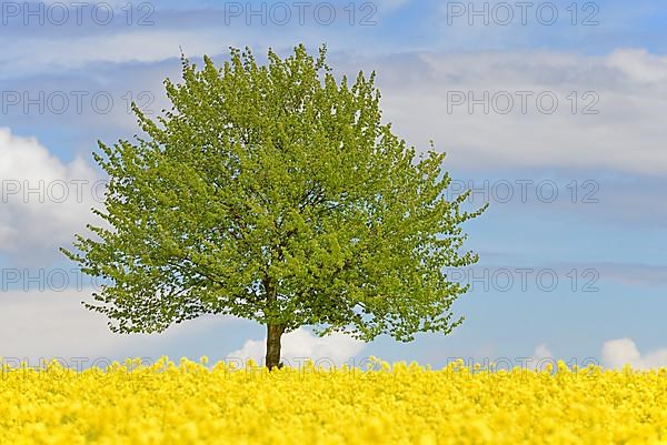 Solitary tree