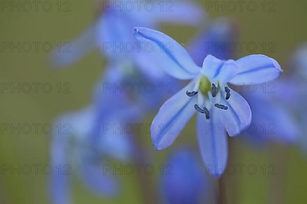 Flower of the alpine squill