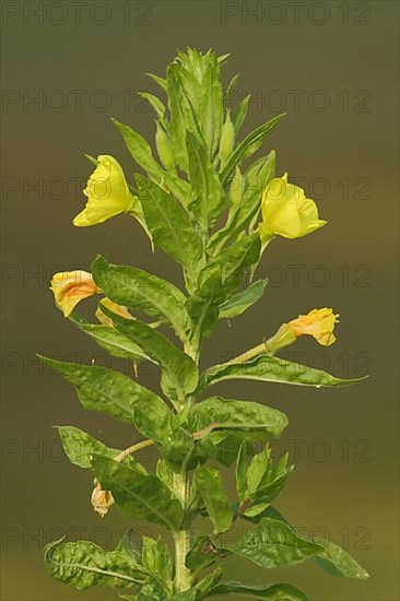 Common evening primrose