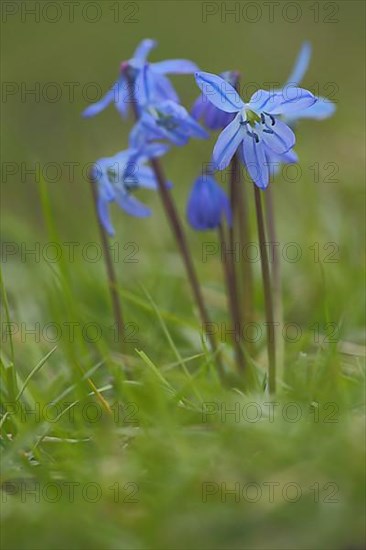 Alpine squill