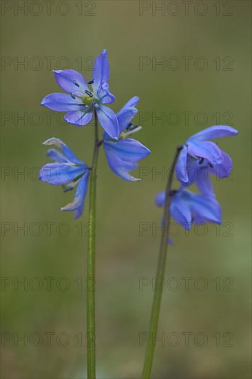 Alpine squill