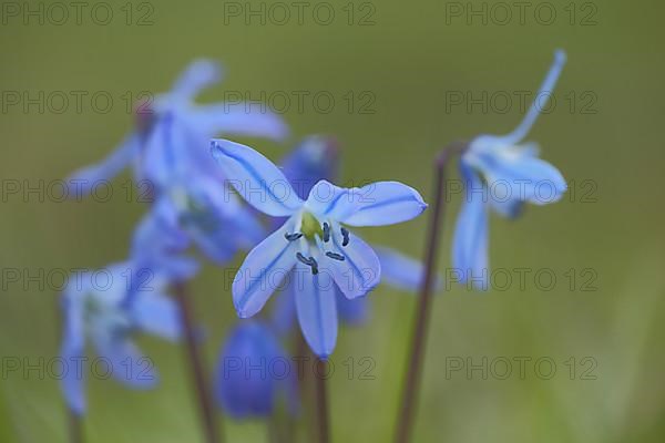 Alpine squill