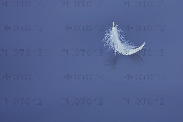 Small white and light bird feather on the gtatten windless water surface of the Brenz near Hermaringen