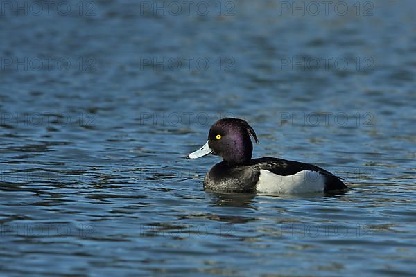 Male Tufted Duck