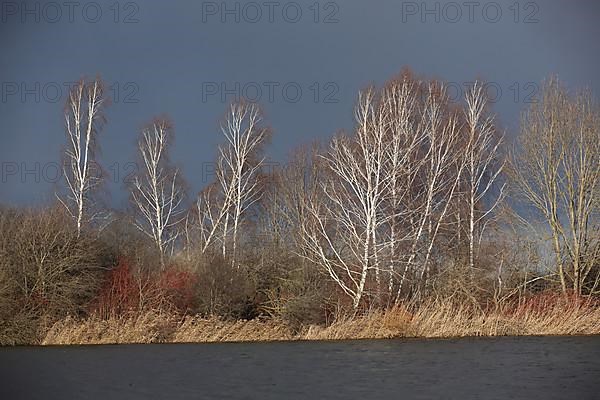 Lake landscape with birch trees and lake in winter near Gundelfingen