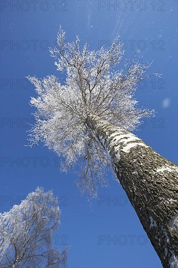 Warty birch