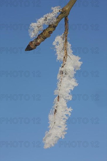 Branch in detail of field maple