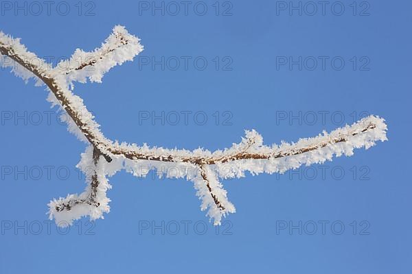 Branch in detail of field maple