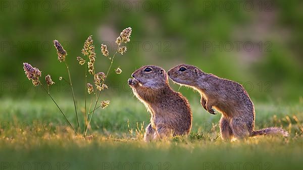 European ground squirrels