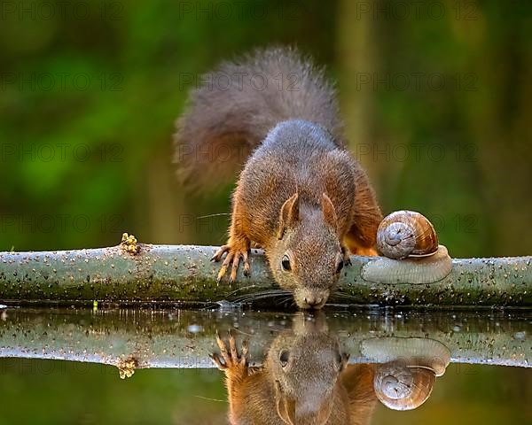 Eurasian red squirrel