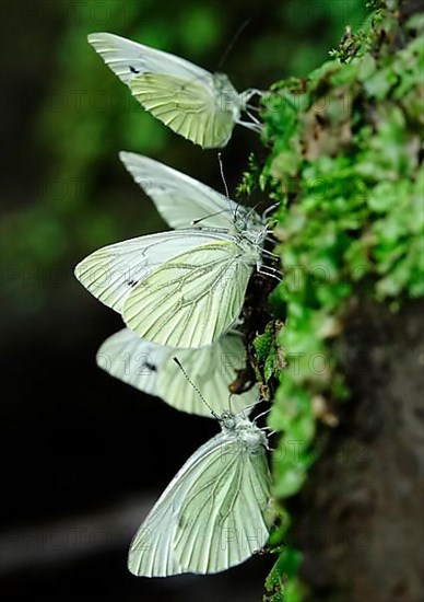 Green veined white butterfly