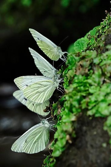 Green veined white butterfly