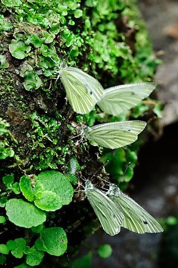 Green veined white butterfly