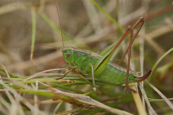 Two-coloured bite-cricket